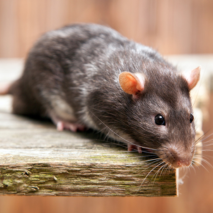 Rodent Identification Guide Covenant Pest Control