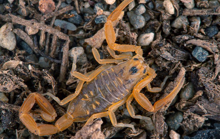 Scorpion Identification Guide Covenant Pest Control