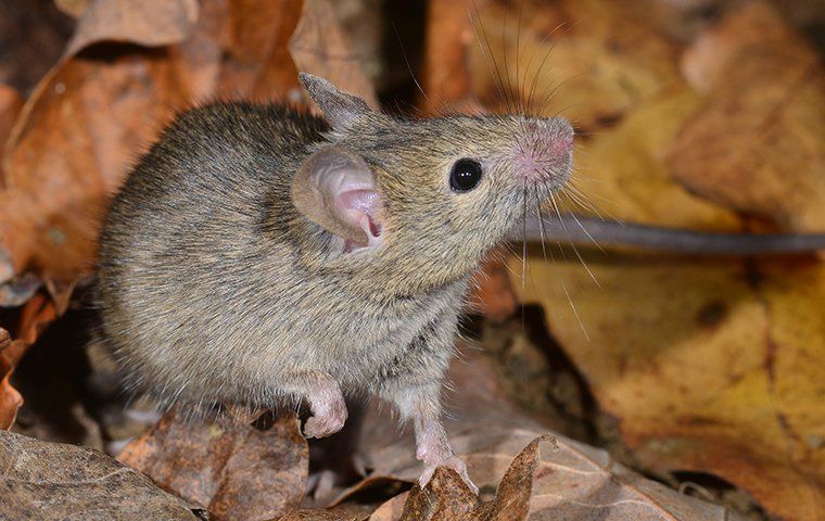 Rodent Identification Guide | Covenant Pest Control